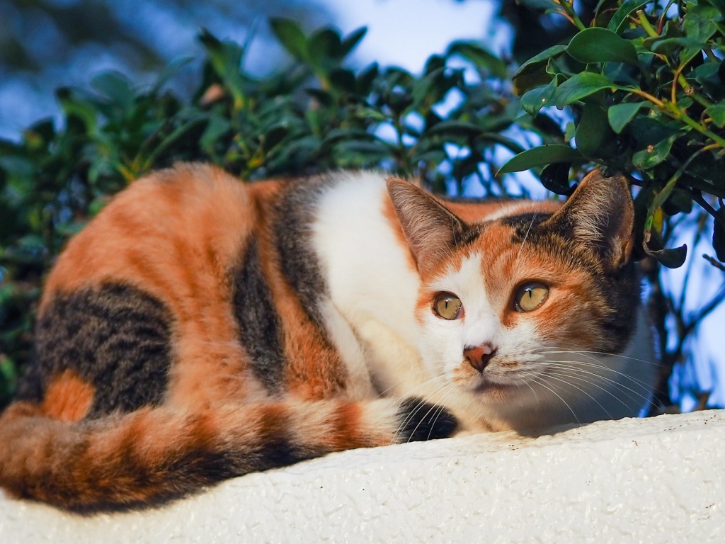 Трехцветная кошка греется на солнце