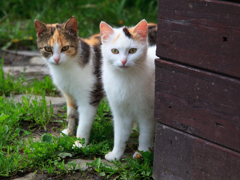 Два кота выглядывают из-за стены