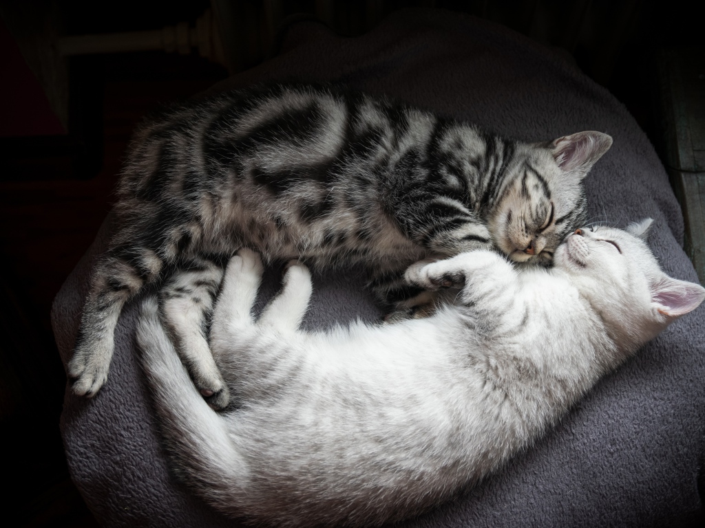 Два милых породистых котенка спят на кровати 