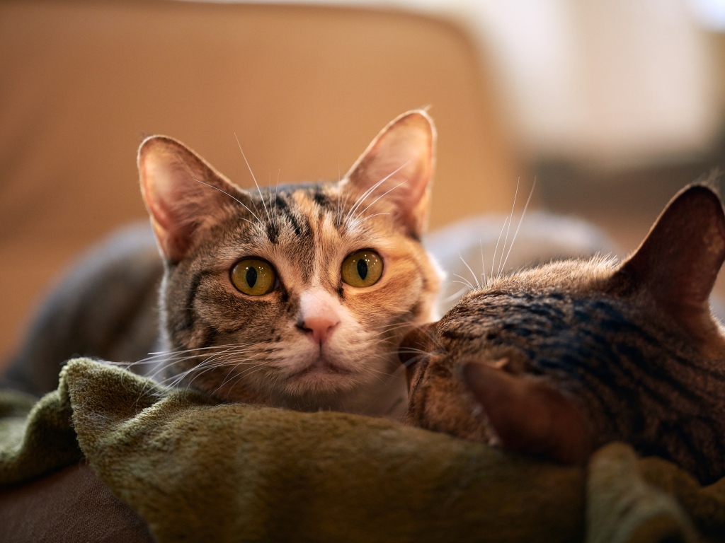 Две серых кошки лежат на кровати 