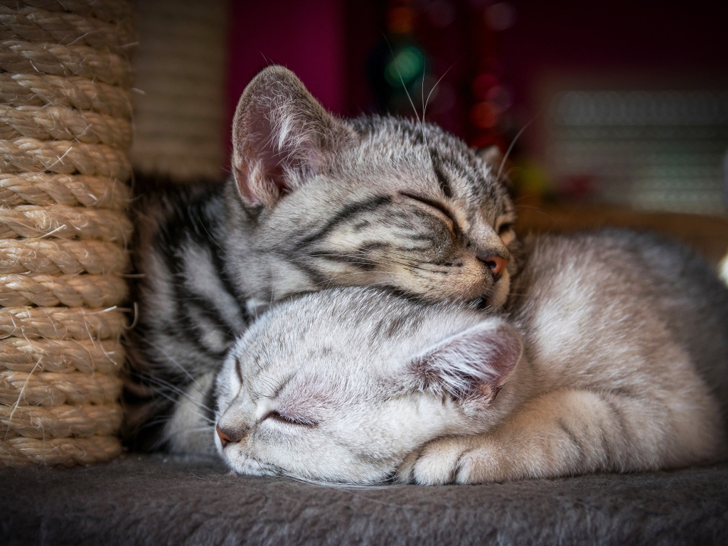 Два спящих породистых кота