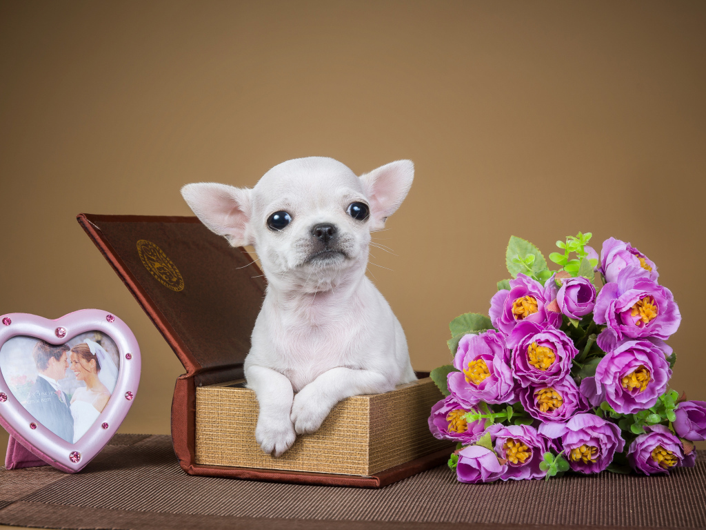 Маленький белый щенок чихуахуа сидит с шкатулке с цветами и рамкой для фото 