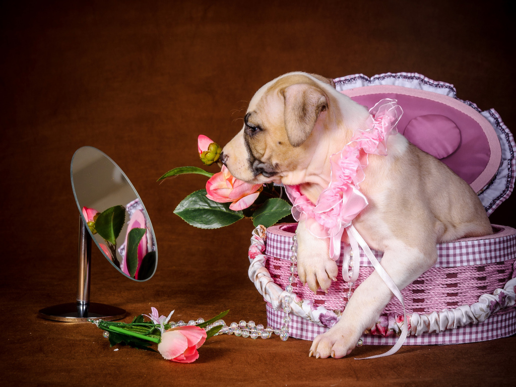 Щенок Амстаффа сидит в корзине у зеркала