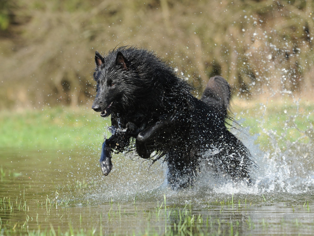 Черная Бельгийская овчарка бежит по воде
