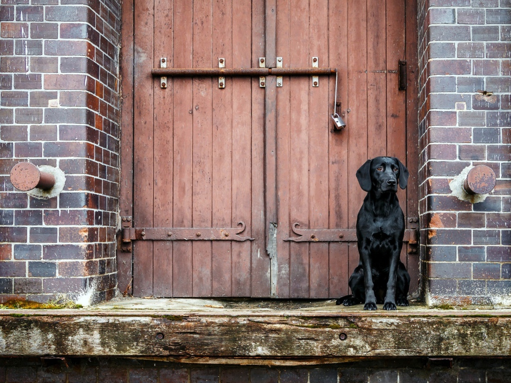 Черный лабрадор сидит у дверей 