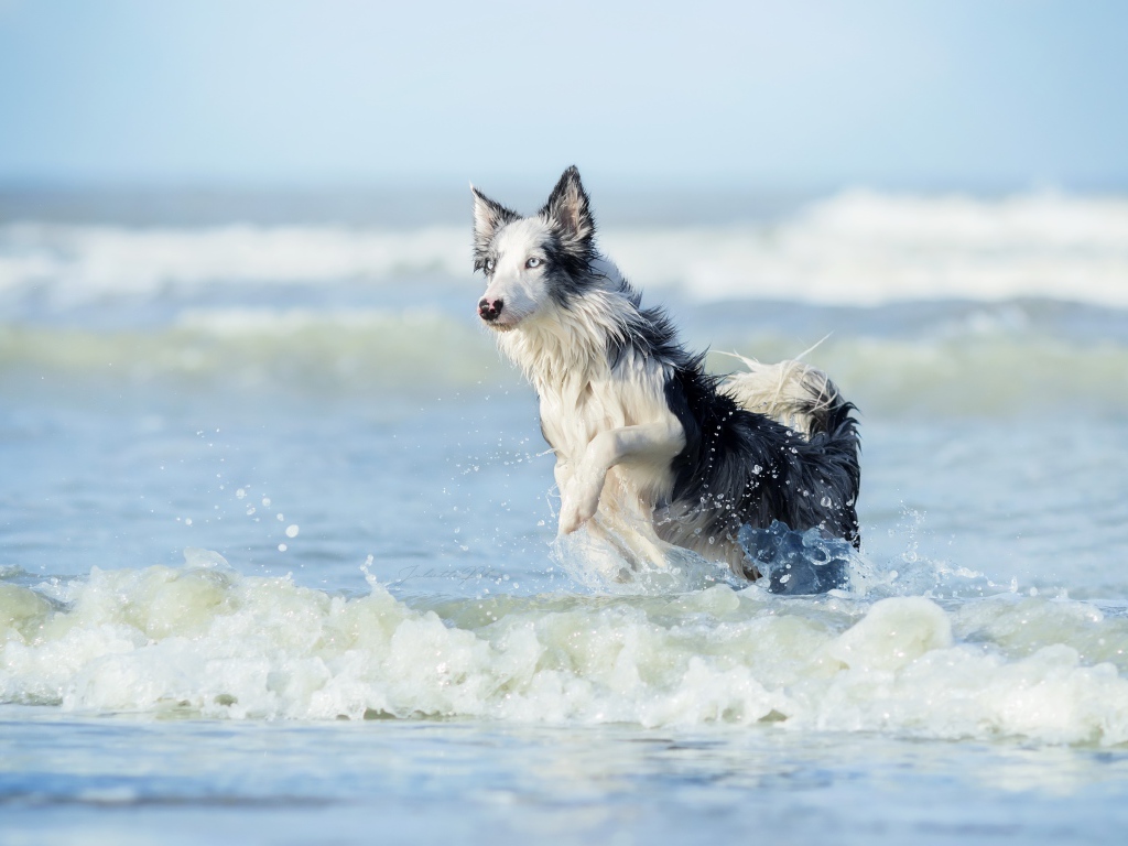 Собака породы бордер колли бежит по воде