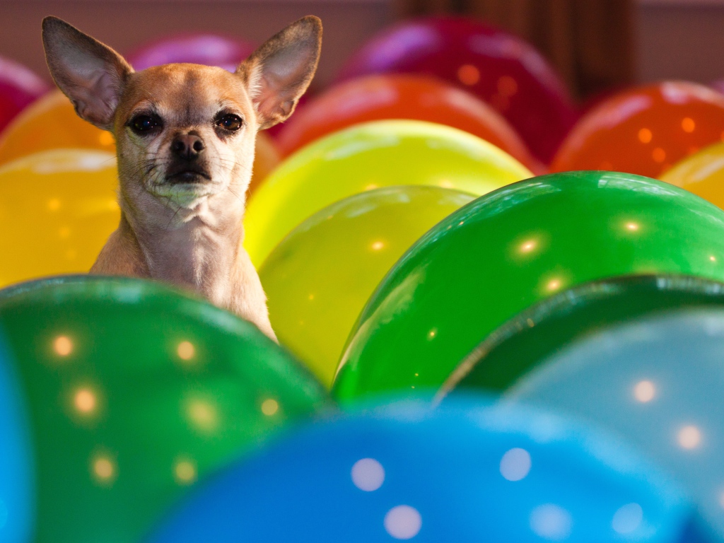 Чихуахуа сидит в воздушных шариках 