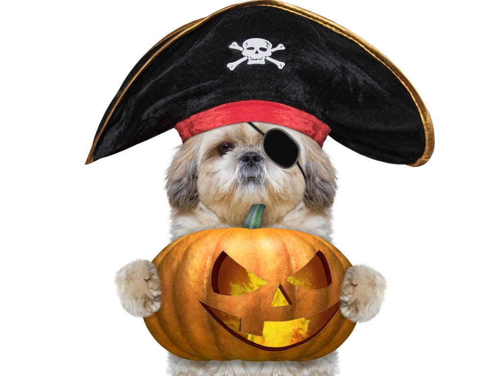 Пес в костюме пирата с тыквой на Хэллоуин 