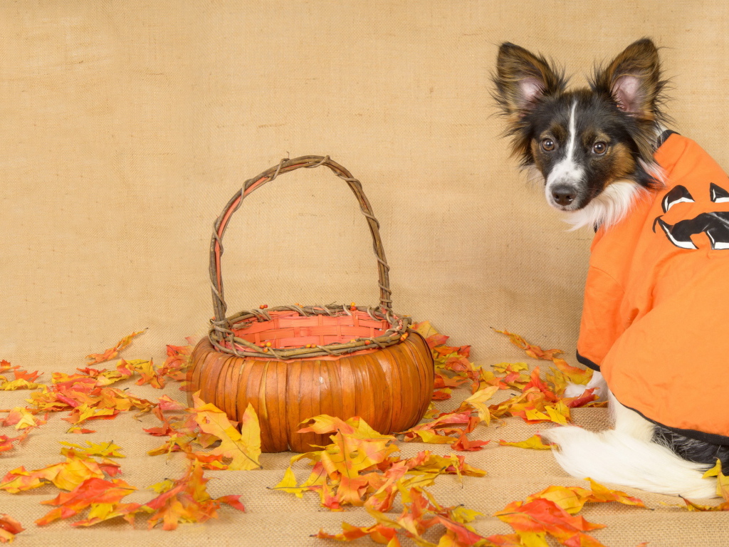 Собака с корзиной и опавшими листьями 