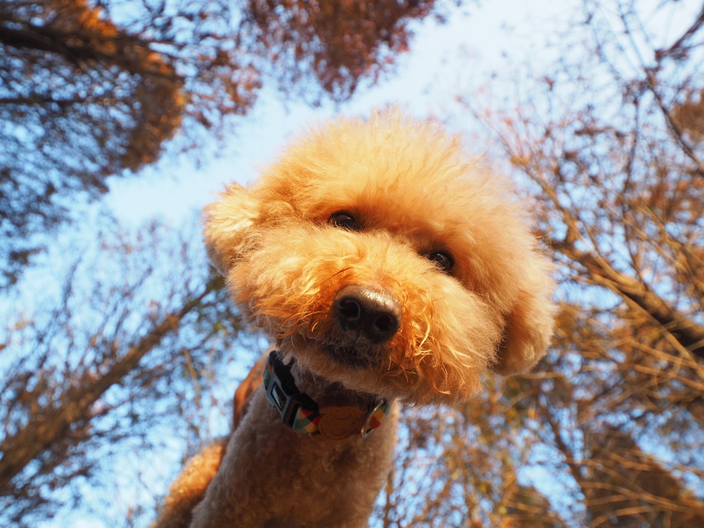 Пушистый рыжий пес смотрит в объектив камеры 