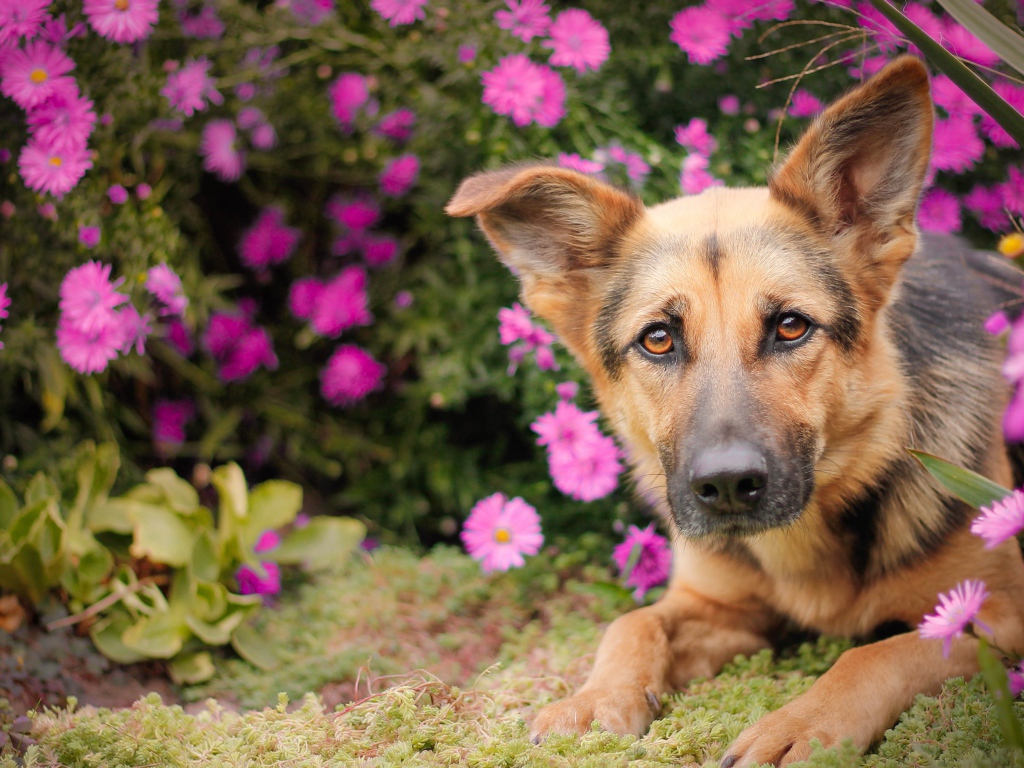 Немецкая овчарка лежит в розовых цветах