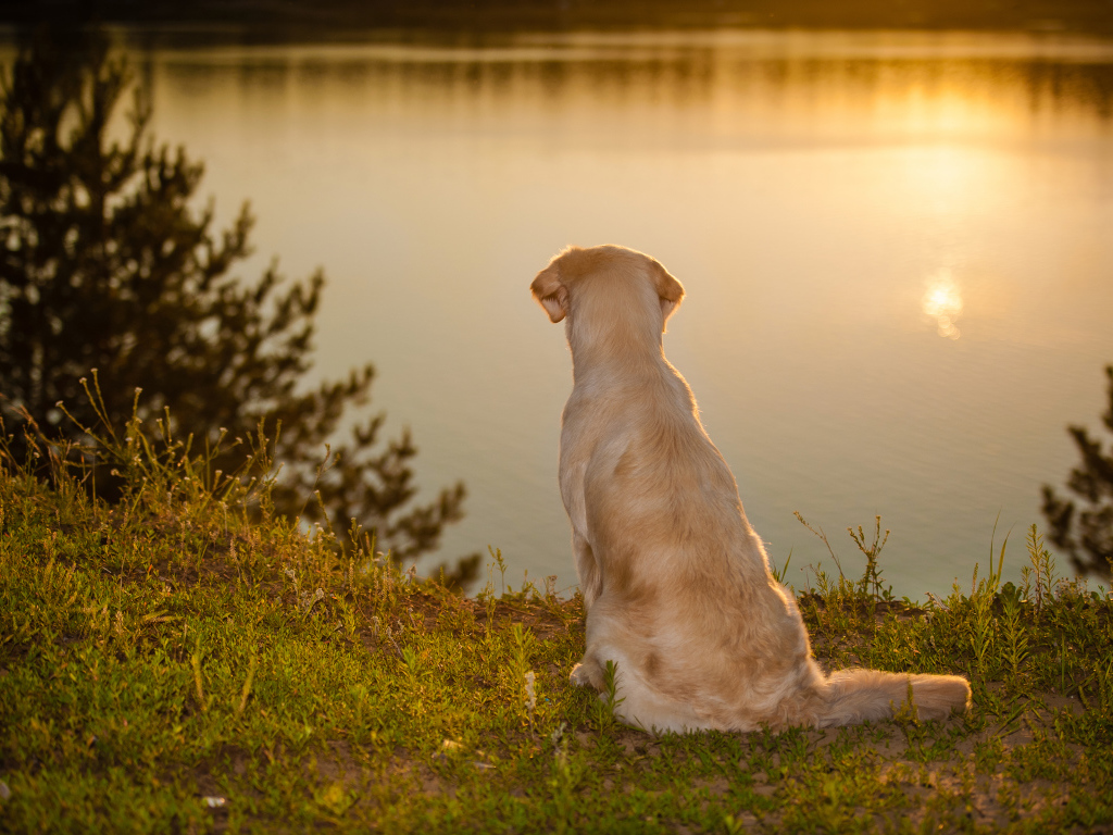 Golden Retriever sits by the water at sunset