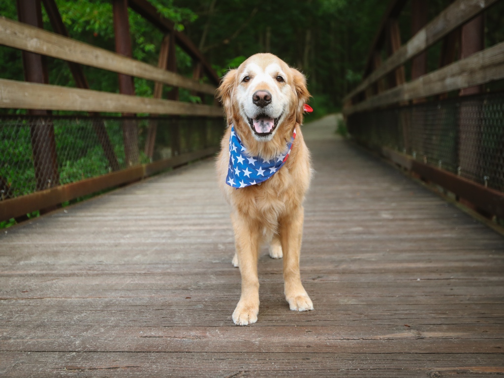 Золотистый ретривер с платком на шее стоит на мосту