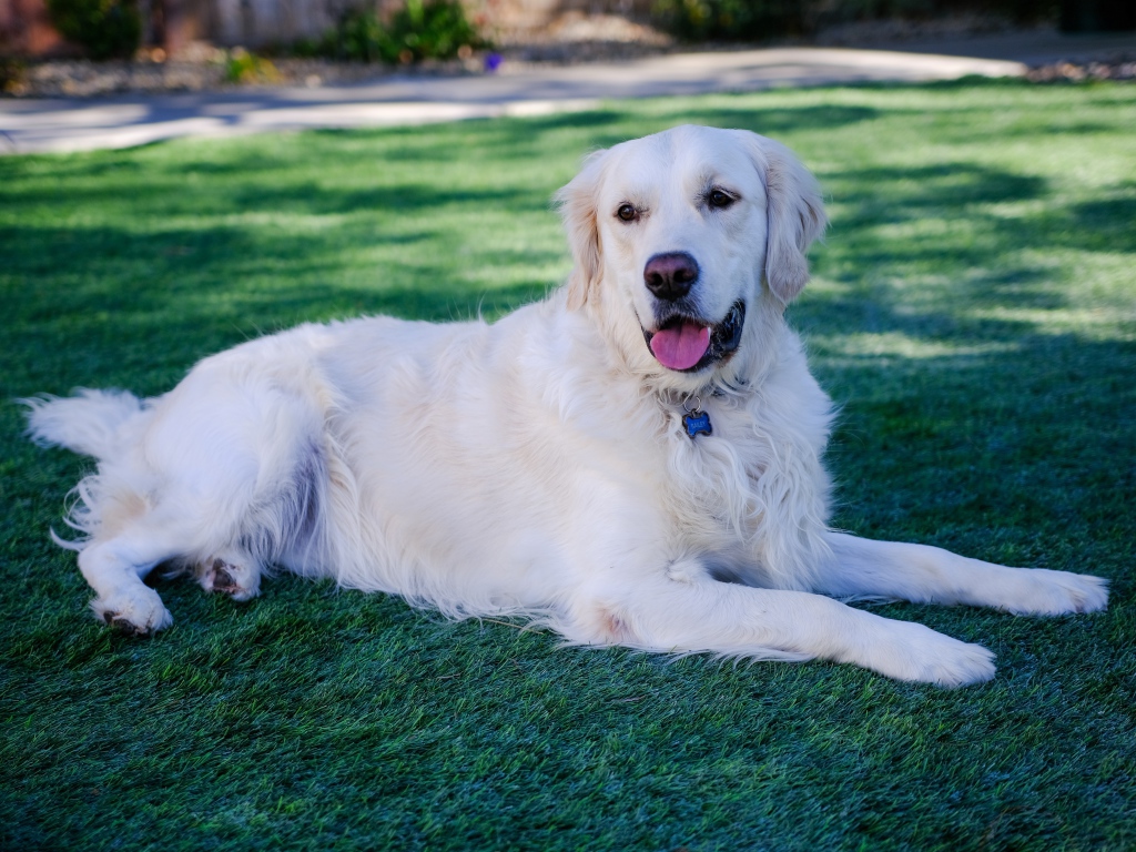 Золотистый ретривер с высунутым языком лежит на зеленой траве