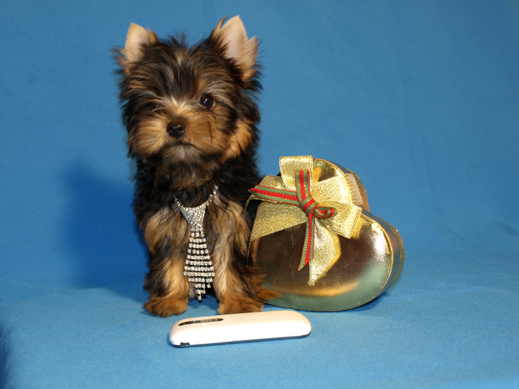 Маленький йоркширский терьер с коробкой на голубом фоне