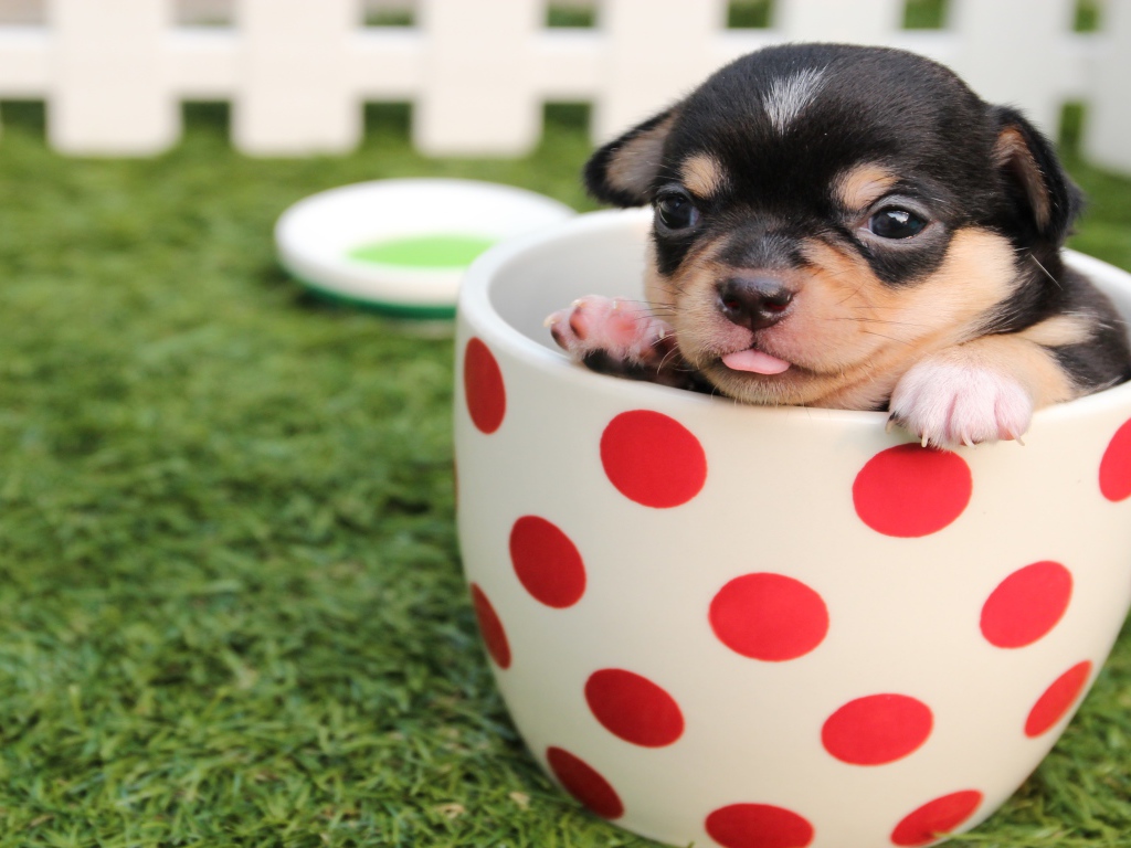 Маленький забавный щенок сидит в чашке
