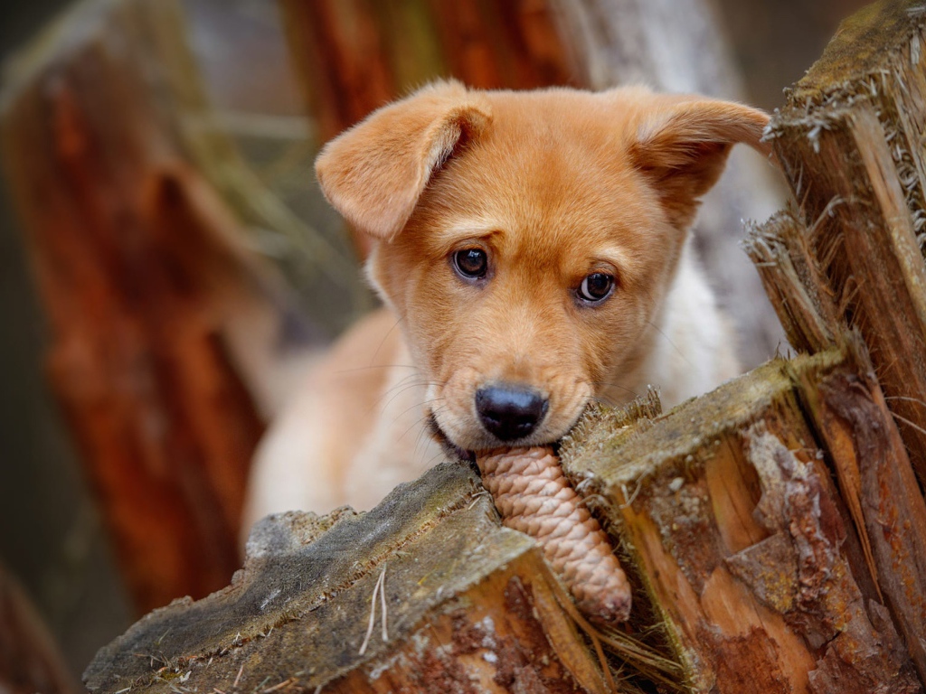 Маленький рыжий щенок грызет шишку