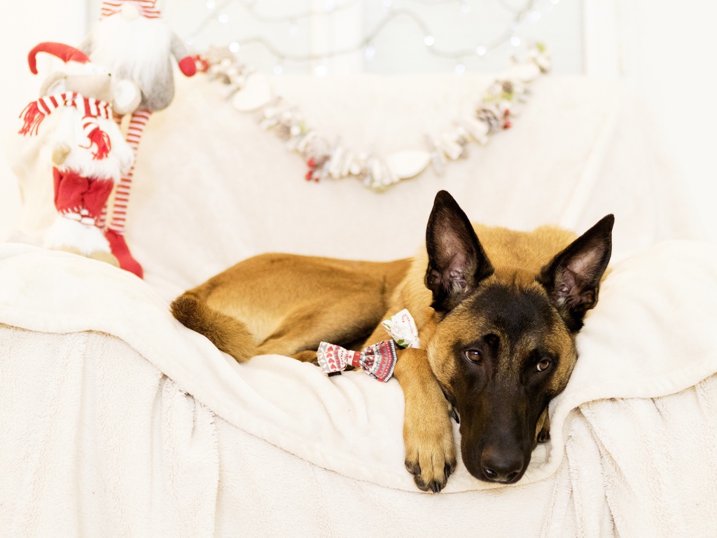 Бельгийская Овчарка Малинуа грустит на кровати