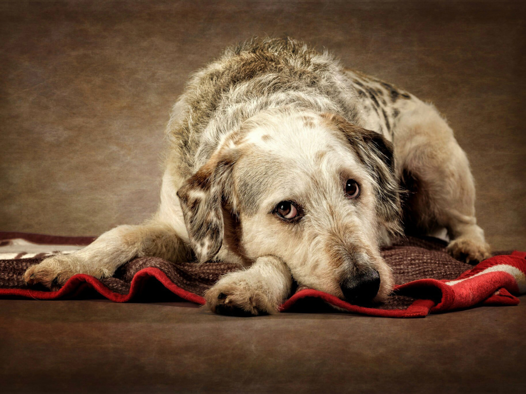 Грустный пес лежит на покрывале