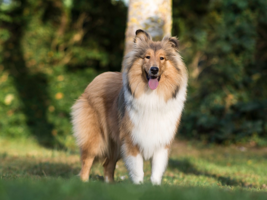 Sheltie dog with tongue hanging out