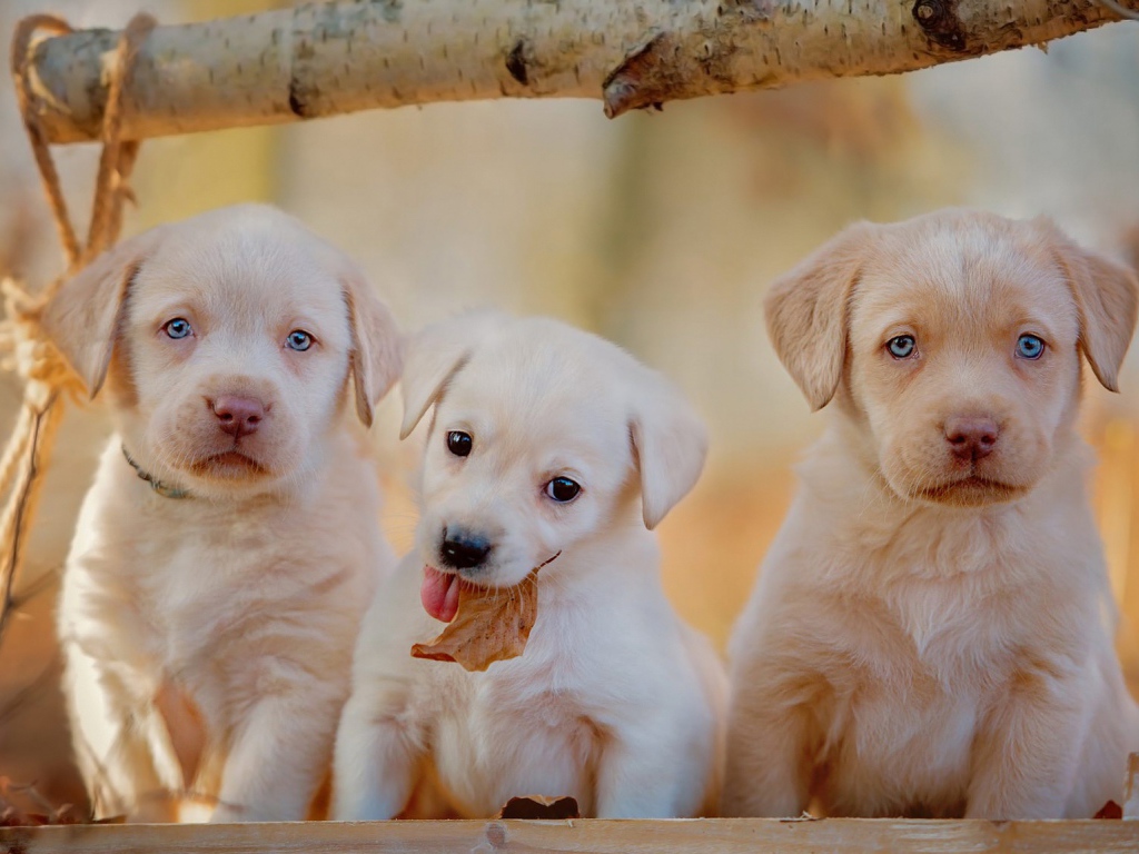Три маленьких щенка лабрадора осенью