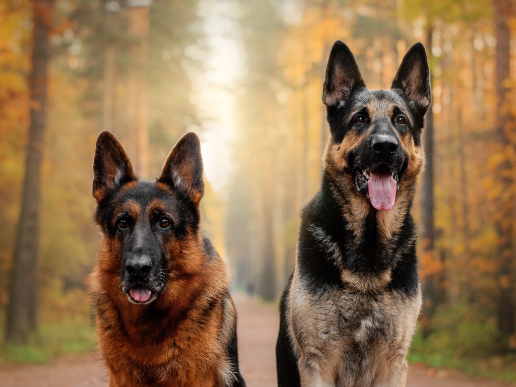 Две красивые немецкие овчарки с высунутым языком в лесу