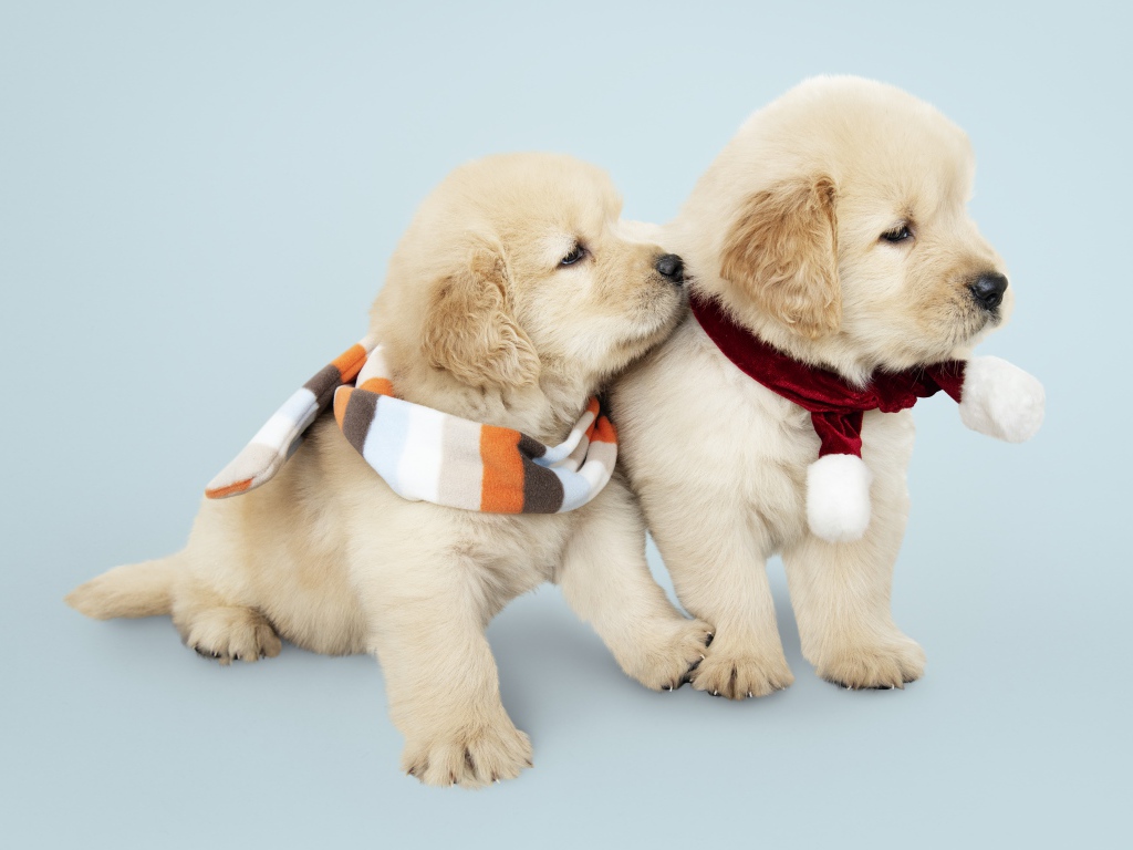 Два забавных щенка золотистого ретривера с шарфами на шее