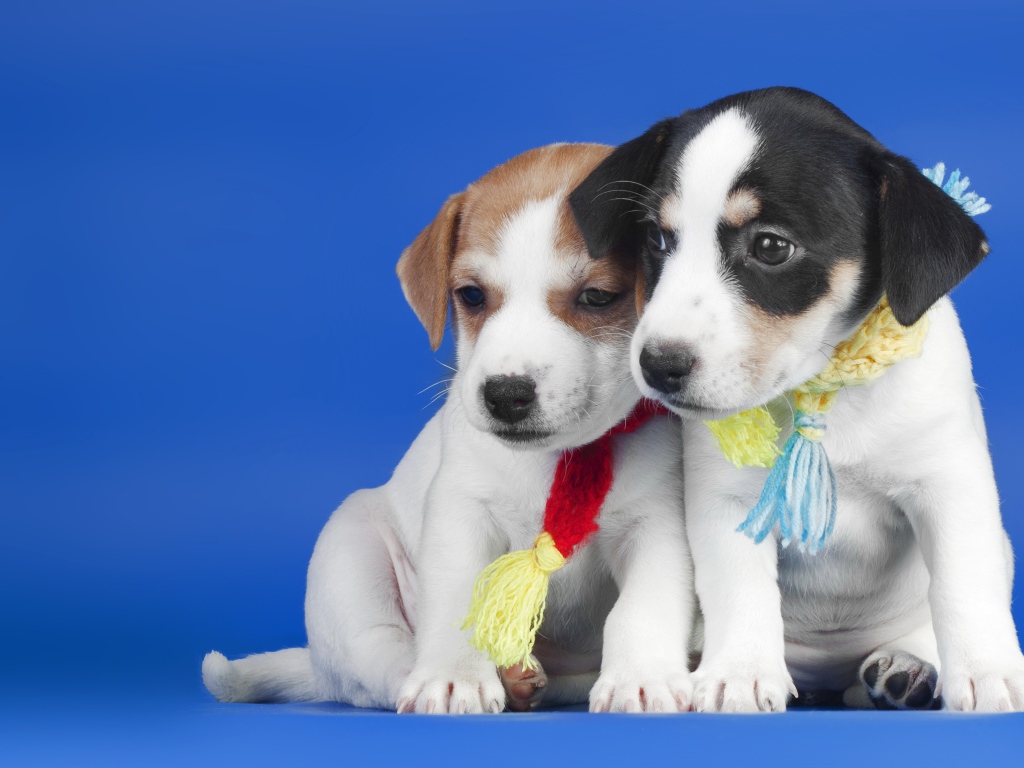 Два маленьких милых щенка на синем фоне