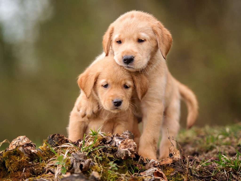 Два маленьких щенка золотистого ретривера сидят на земле 
