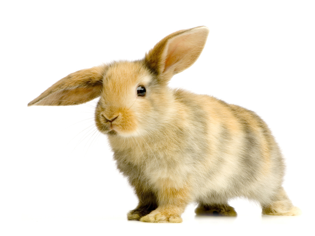 Милый декоративный кролик с опущенным ухом на белом фоне
