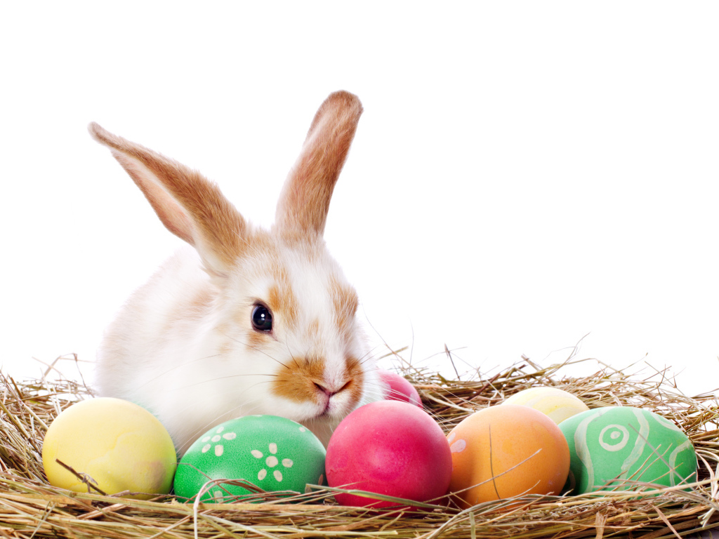 Пасхальный кролик в гнезде с крашеными яйцами на белом фоне