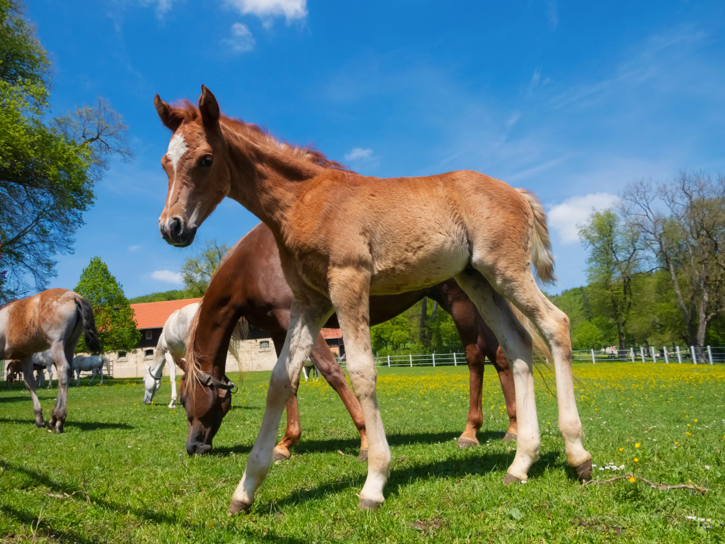 Жеребенок на ферме с лошадьми на фоне голубого неба