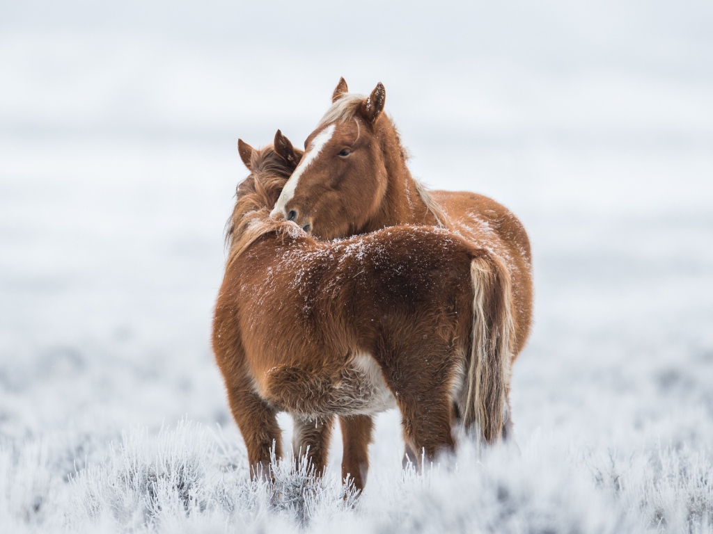 Две коричневые лошади стоят на покрытой инеем траве