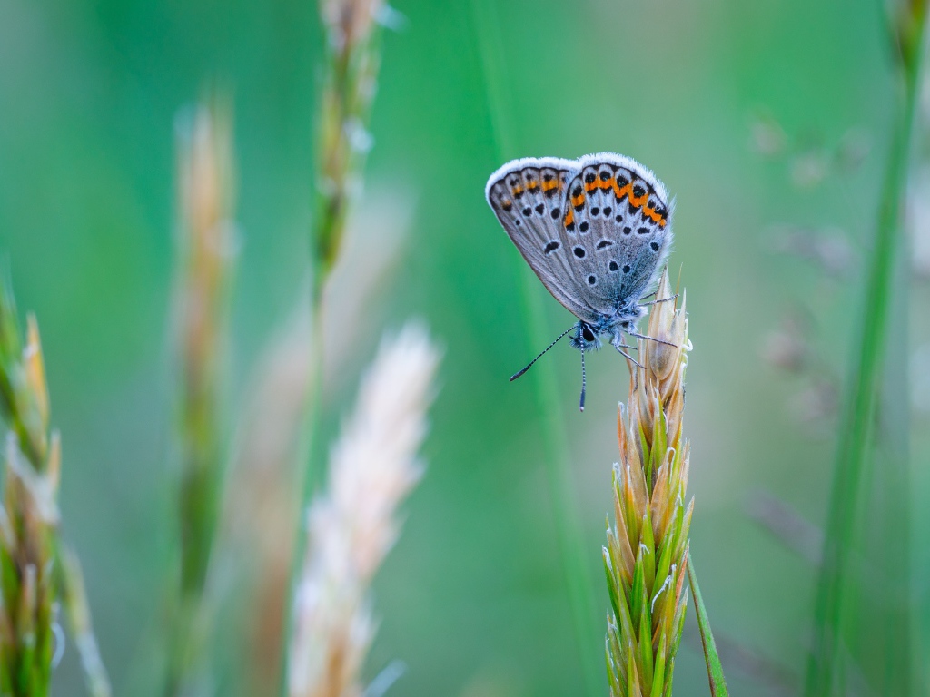 Красивая голубая бабочка сидит на колоске