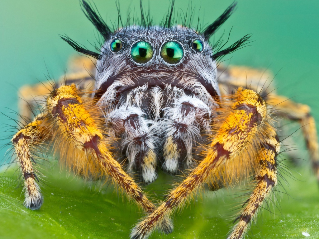 Паук Багира Киплинга крупным планом