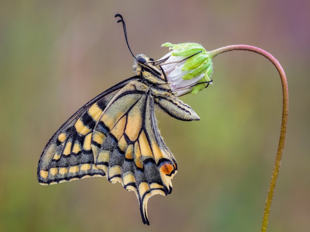Красивая бабочка махаон сидит на цветке