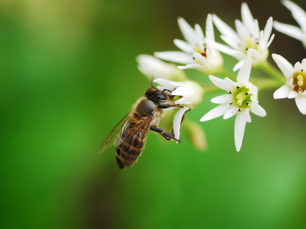 Пчела собирает нектар с белых цветов 
