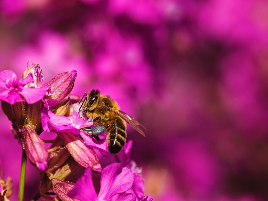 Пчела сидит на розовом цветке