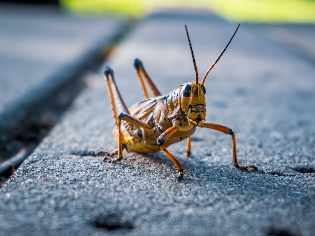 Большой кузнечик сидит на дороге
