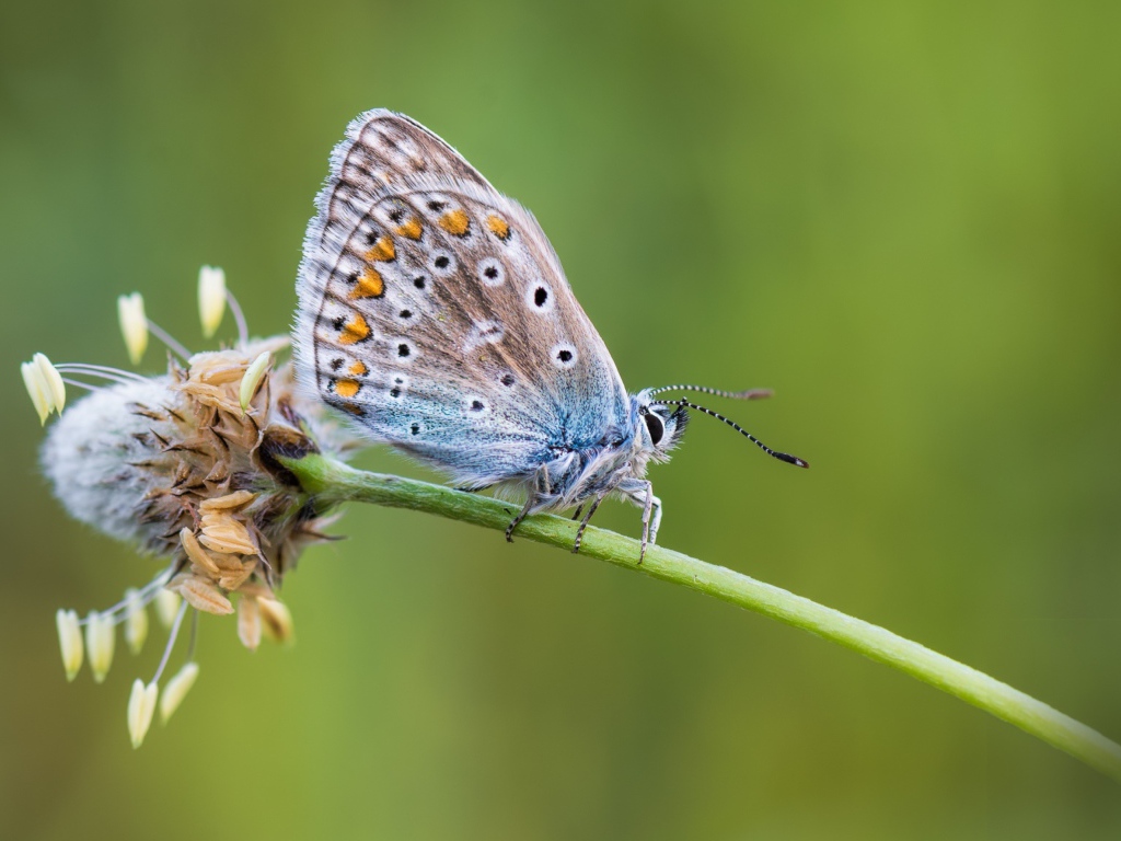 Голубая бабочка сидит на цветке 