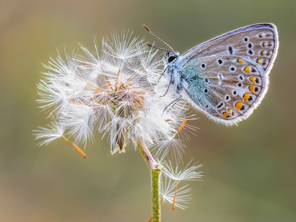 Голубая бабочка сидит на одуванчике