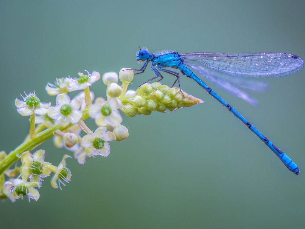 Голубая стрекоза сидит на цветке на сером фоне