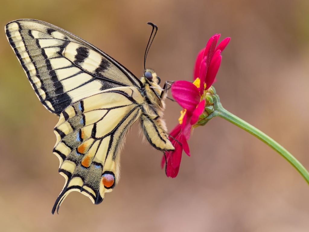 Бабочка махаон сидит на розовом цветке