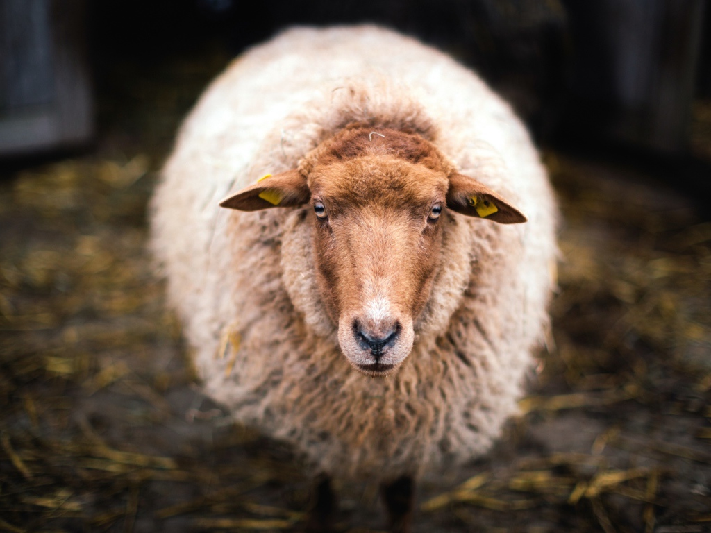 Большая овца с густой шерстью