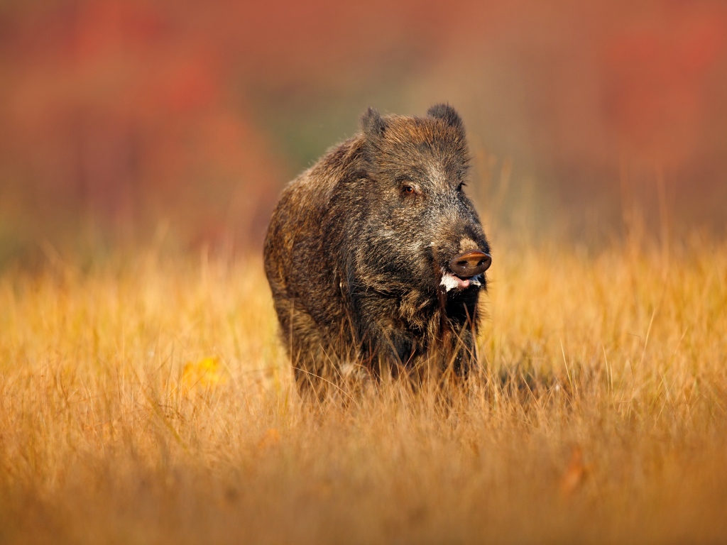 Большой боров идет по сухой траве