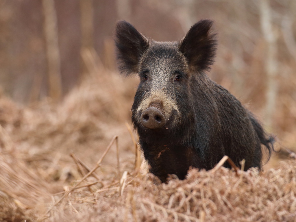Большой черный боров в лесу на сухой траве