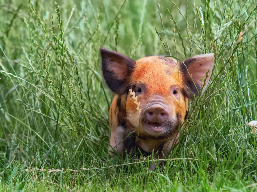Little funny pig in the green grass