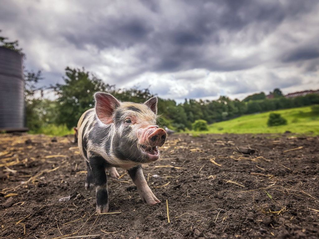 Little piglet on the ground under a cloudy sky
