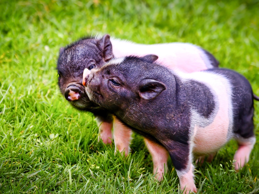 Два милых поросенка на зеленой траве