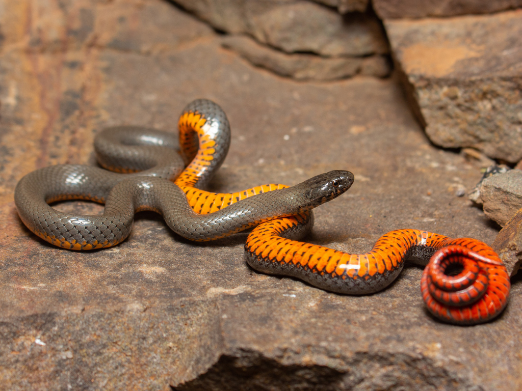 Красивая маленькая змея у камней